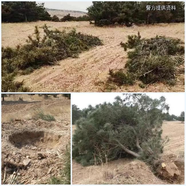 警方揪出跨省“油松黑链” 盗伐团伙落网