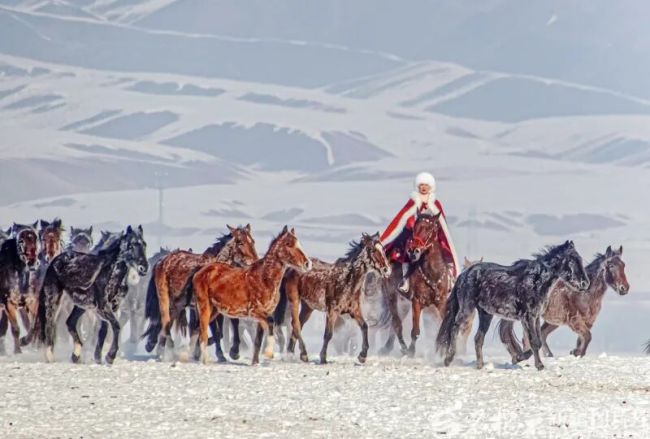 贺娇龙受伤、抢救细节披露