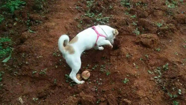 过年回老家的狗子 释放天性乐翻天