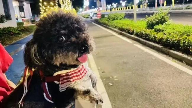 男子投药毒死小区多只宠物狗 犬主痛失爱宠引发关注