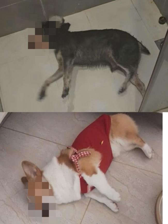 男子在小区投放老鼠药毒狗获刑