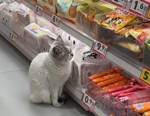 猫咪在火腿肠货柜蹲守只看不吃
