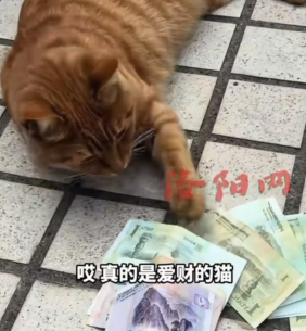女子家中莫名出现零钱竟是猫咪偷的