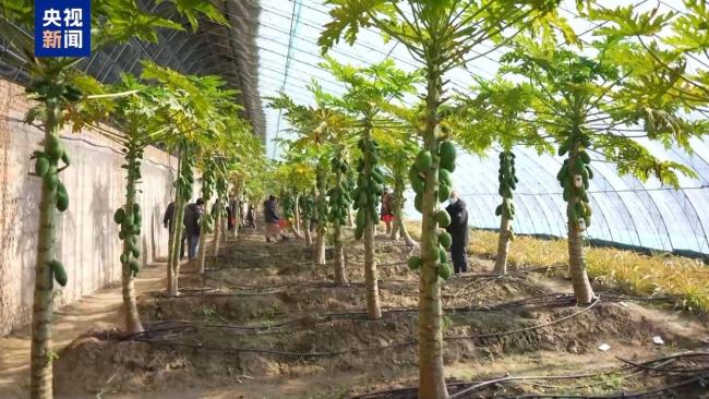 年轻人成年货采购主力 健康智能新趋势