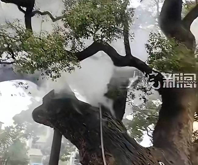 1200年树龄古樟树起火连续烧7小时