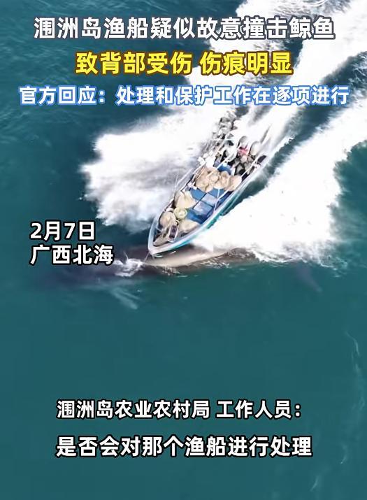 北海通报网红鲸鱼遭渔船撞击受伤 相关部门介入处理