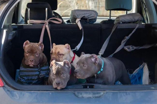 春节多地限时限区燃放烟花爆竹,人类的节日宠物的难日,为何宠物害怕鞭炮声!