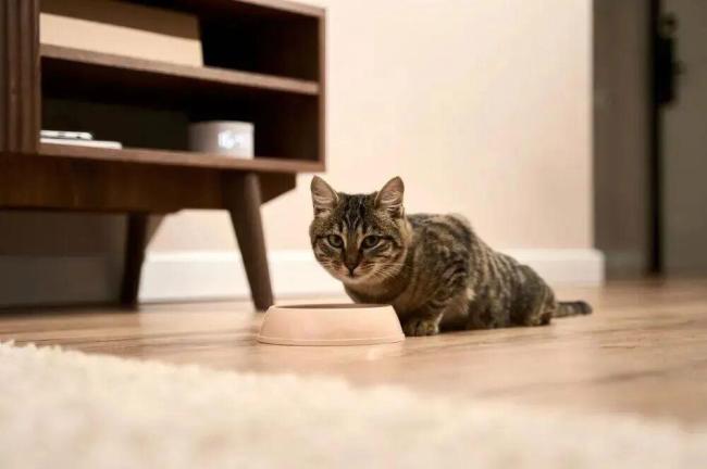 春节多地限时限区燃放烟花爆竹,人类的节日宠物的难日,为何宠物害怕鞭炮声!