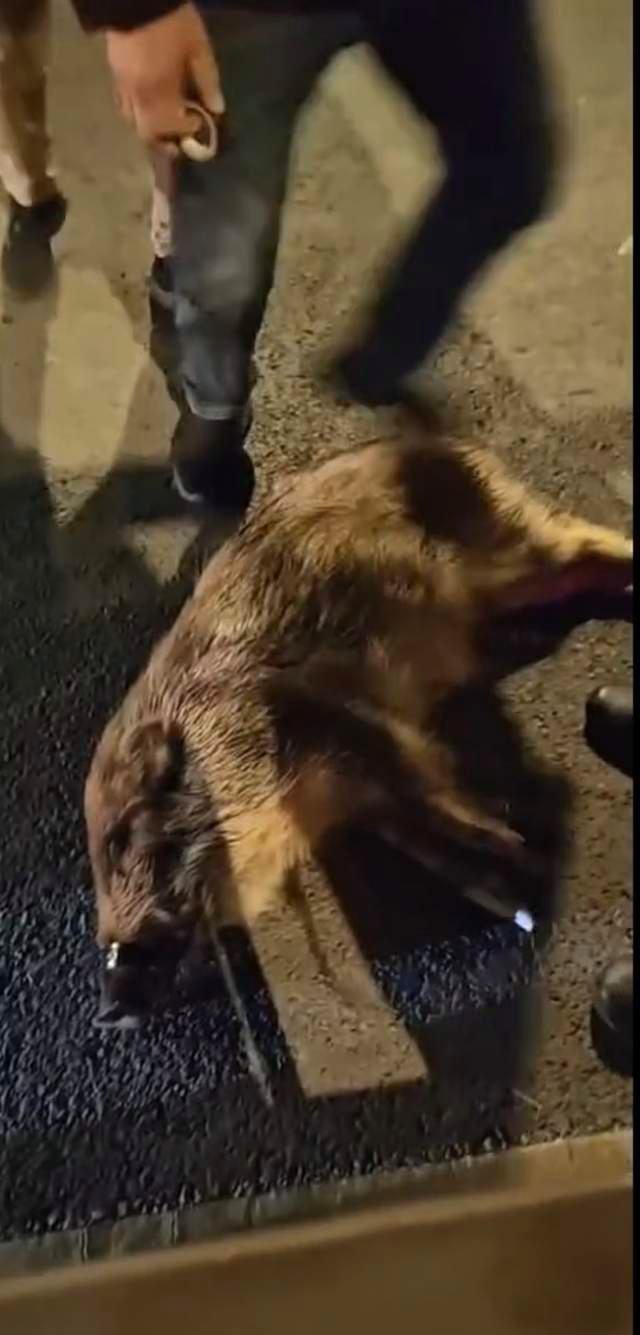 两只野猪闯入市区双双被卡护栏 夜幕下奇遇记