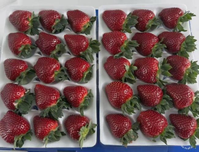 这种草莓24颗128元还是限定款