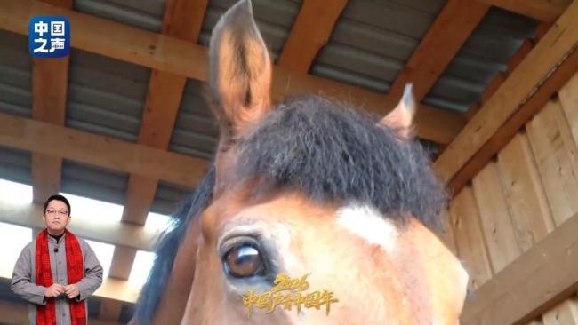 修马蹄时马到底会不会疼 揭秘马的“美甲”过程