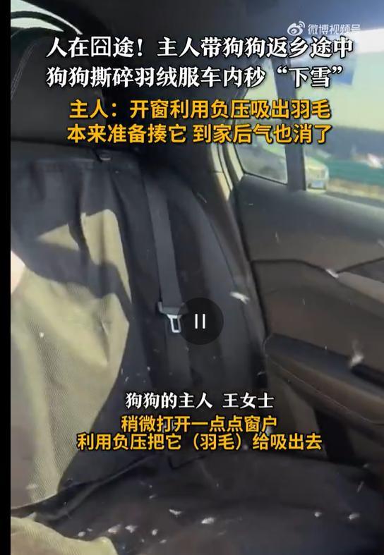 带狗返乡羽绒服被撕碎 车内“下雪” 后备箱放不下狗狗激发囧事