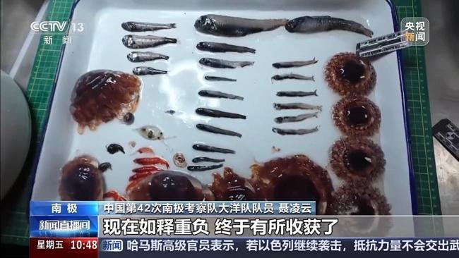 中国南极考察又有新发现 珍贵科研样品获取成功