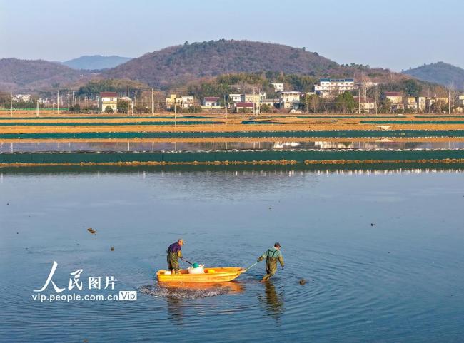 安徽芜湖：虾塘管护忙