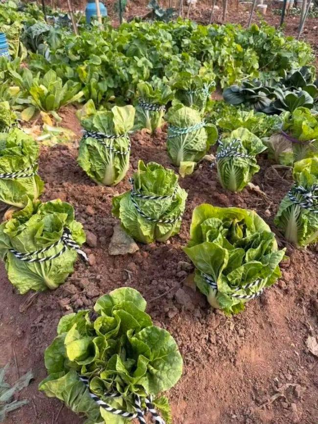 一篮青菜换来满满一大箱舟山海鲜 温情互动感动网友