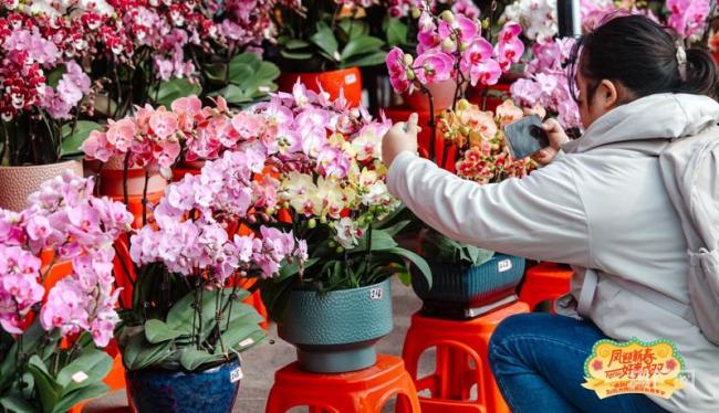 广东佛山迎春花市人山人海 新春消费热力涌动