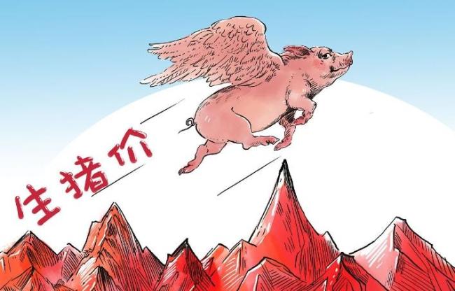 上涨“高歌猛进”!2月16日猪价 市场震荡偏强