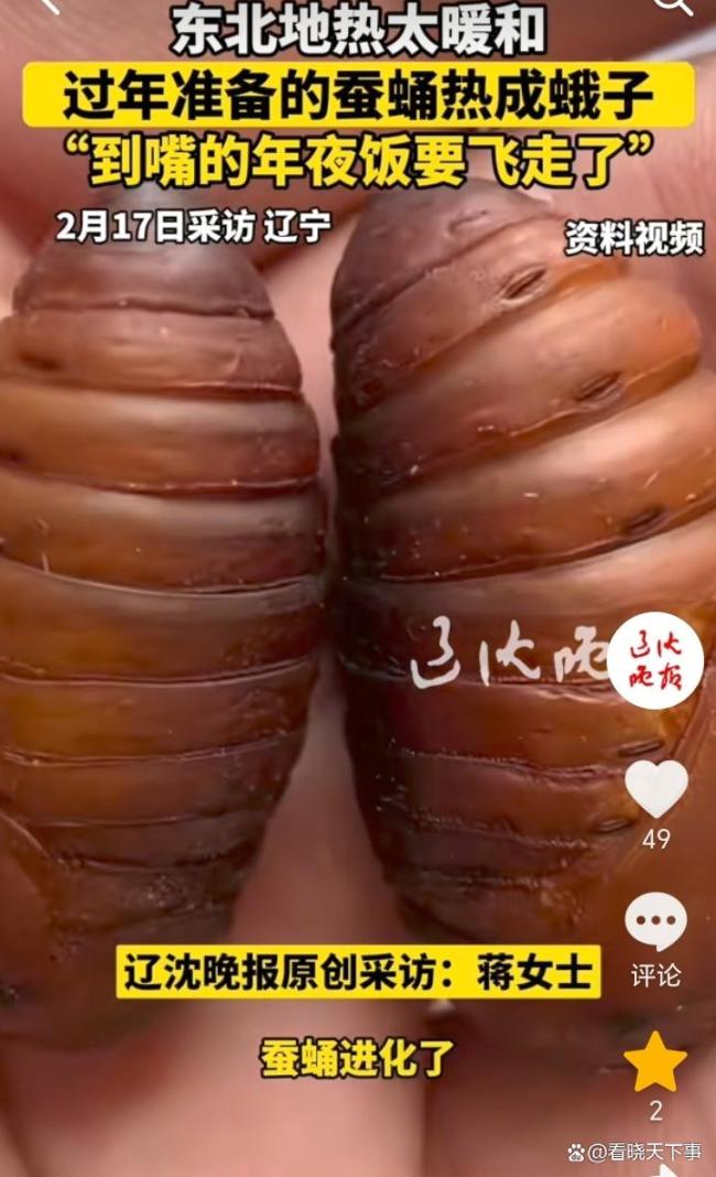 东北地热太暖和 蚕蛹热成蛾子 到嘴年夜饭飞走