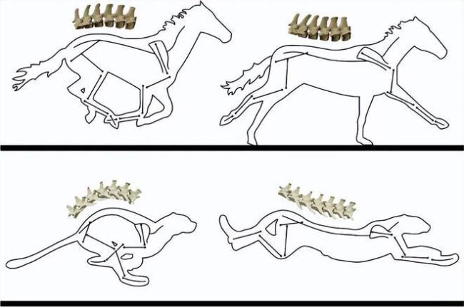 为什么99%动物王人通不外“坐骑”口试 马的独到上风