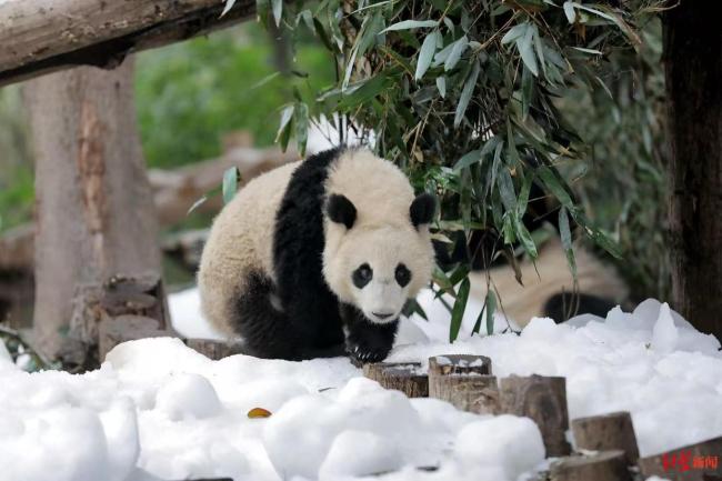 成都大熊猫繁育研究基地“下雪”了