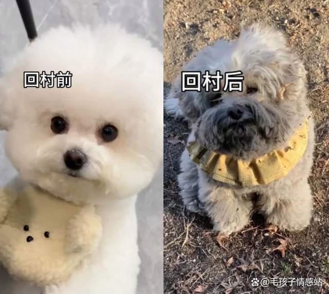 城里狗回村过年看到本地狗惊呆了