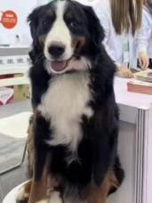 广东一公司赏格60万元寻狗 热情寄予激励热议