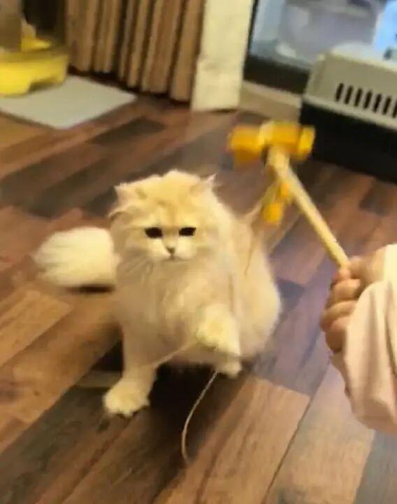 上门喂猫春节能赚16万?律师提醒 明确约定规避风险