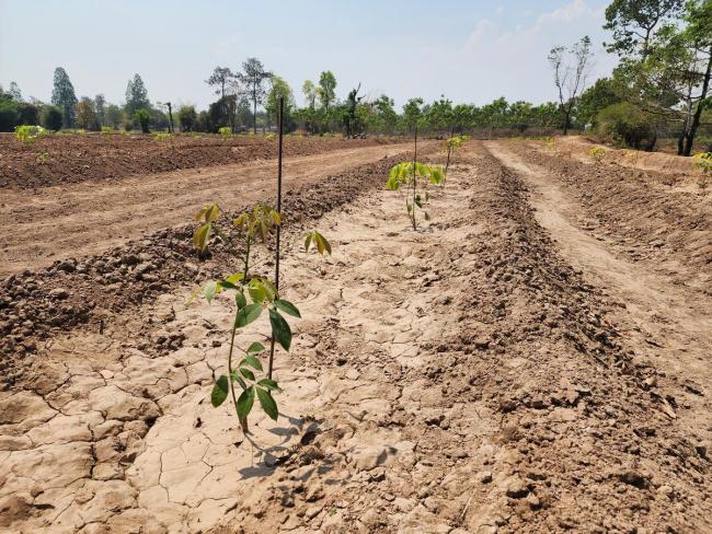 大到暴雪大雨又要来,初五强冷空气来袭 年后倒春寒瞻望
