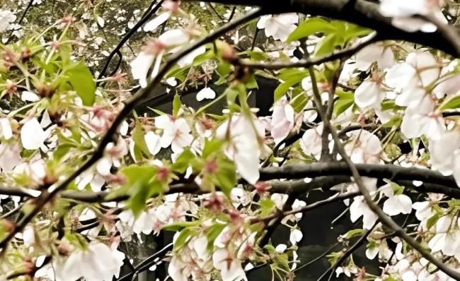 撞開(kāi)新年好光景 春風(fēng)叩門(mén)迎新程