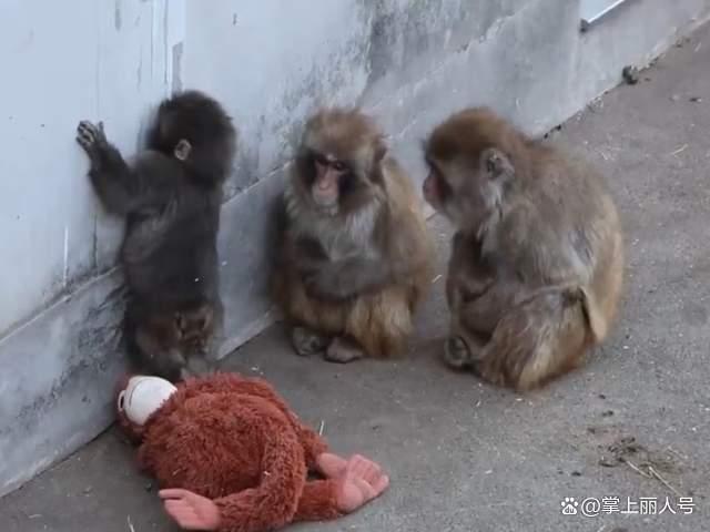 日本動物園小猴把毛絨玩具當(dāng)作媽媽 孤獨中的溫暖慰藉