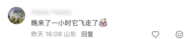 全网都在帮济南找鳌鱼 巨型空飘意外飞走