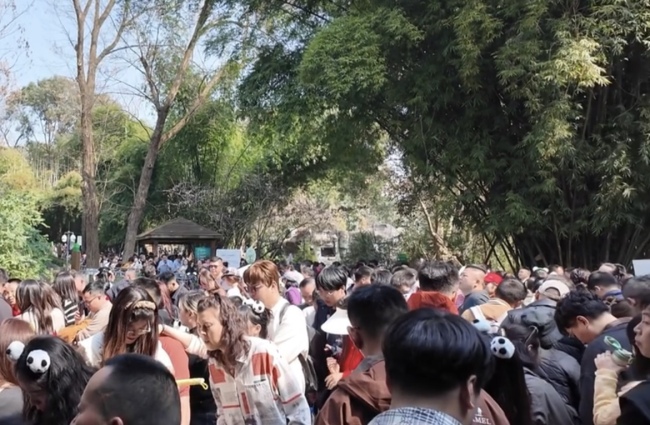 小孩向大熊猫“花花”场馆内扔螺帽 游客排队受影响