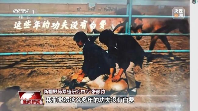 数千年来 人类与马如何和谐共生