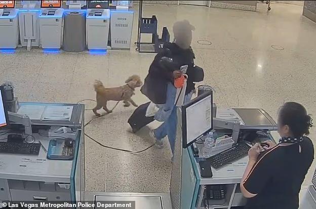 狗主东谈主因机场弃狗而被捕 全好意思关怀激励热议