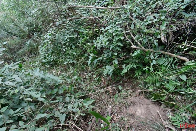 68岁老人离家走失8天吃树叶生还 村民合力搜救成功