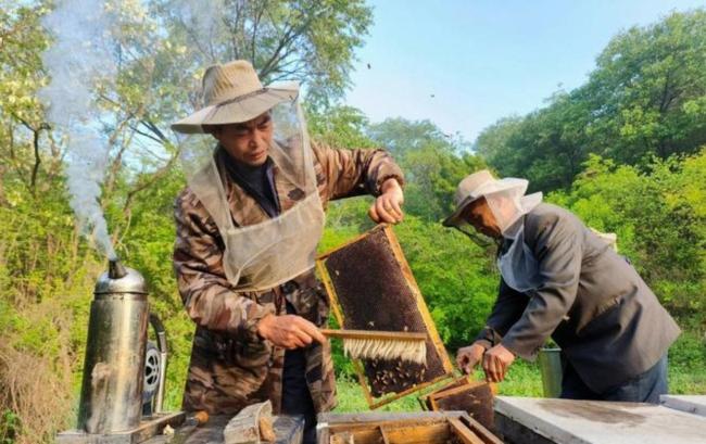 孩子被蜇意外发现水井有巨大蜂巢 废弃井中藏甜蜜秘密
