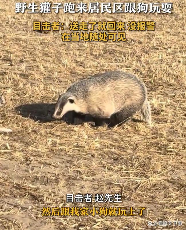 内蒙古一獾子进居民区追咬狗 与狗嬉戏被“端走”