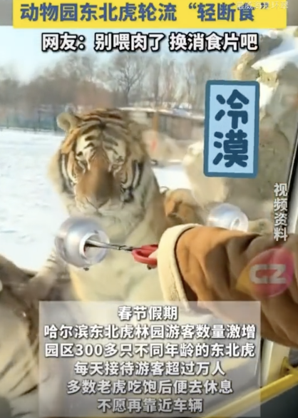 东北虎被喂太撑叼肉条扭头吐掉 真吃不动了!