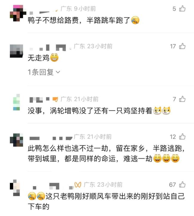 高速路上活鸭子掉落 车主提醒熬久点 天降烤鸭引发热议