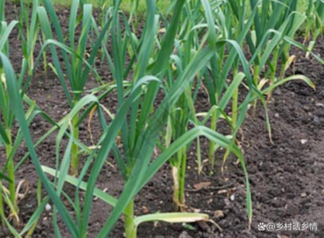 大蒜追施返青肥要注意什么 掌握时机与方法