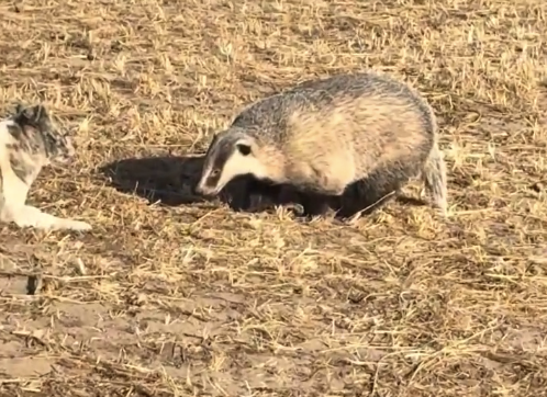内蒙古野生獾子跑居民区找狗玩 野生獾子上门找狗玩被铲着送走