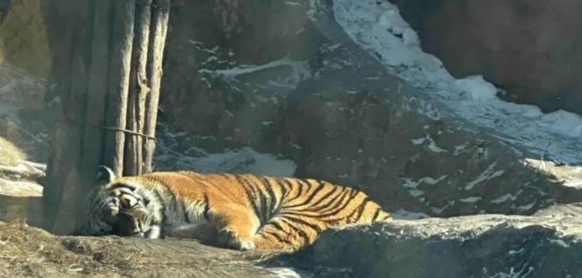 东北虎林园回应老虎轻断食