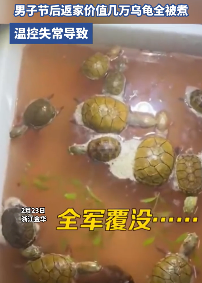 男子节后返家价值几万乌龟全被煮 温控失灵致损失惨重