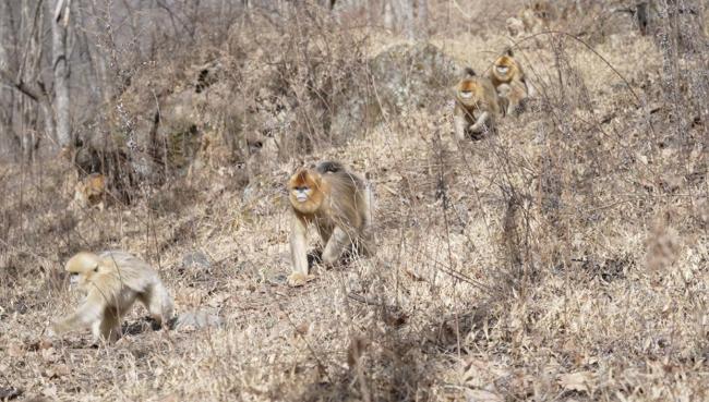 走近秦岭深处护林人 守护绿水青山