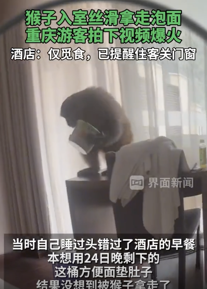 重庆猴子闯入酒店拿泡面 游客遭遇意外走红