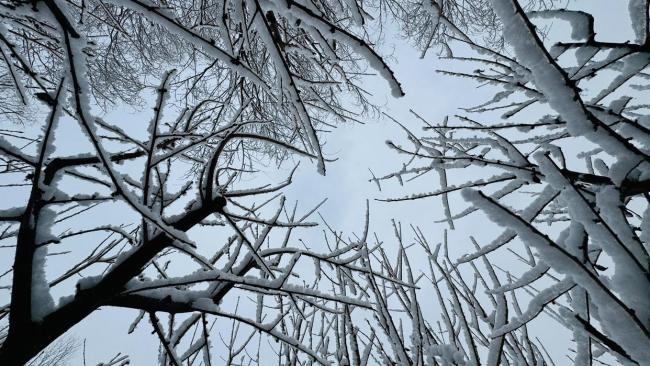 马年初雪喜降京城 网友纷纷晒出雪景照