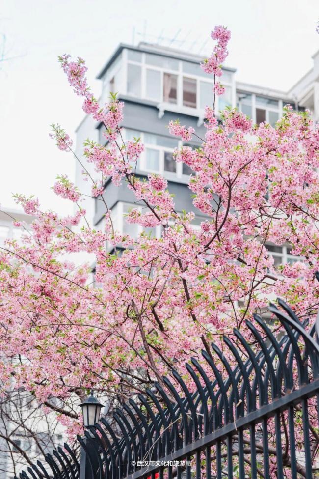 武汉樱花提前半个月开爆了 春花陆续绽放