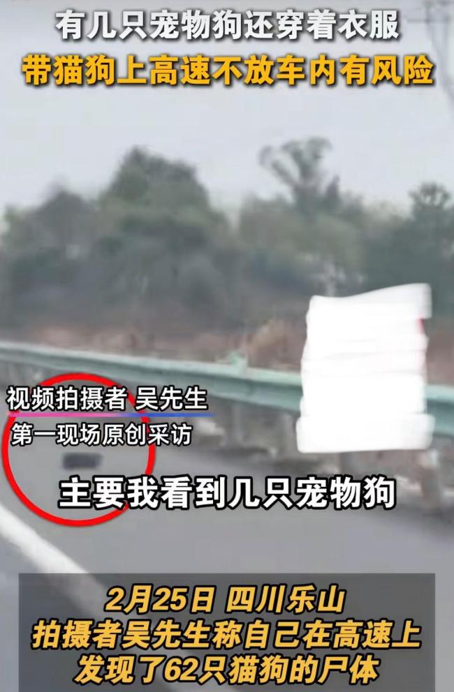 男子高速路上发现62具宠物尸体 携宠返乡安全引热议