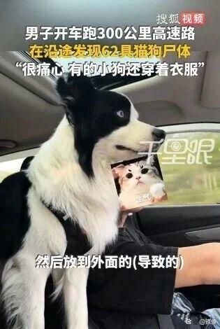 男子300公里高速发现62只猫狗尸体 宠物运输悲剧引关注