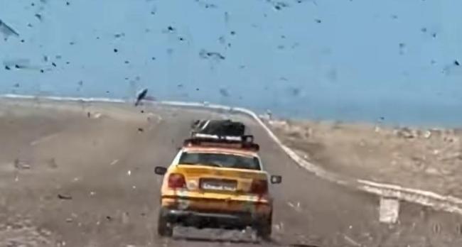 大量蝗虫过境撒哈拉沙漠